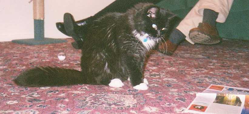 [Image] Billy pouncing