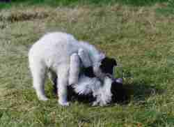 [IMAGE] Chunky and Bob